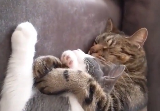 【動画】甘え上手な猫と男前な猫、リア充っぷりが話題にｗ