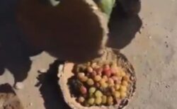 【凄い】泥の容器で空気等を遮断し生の果物を半年保存。アフガニスタン生活の知恵が話題に