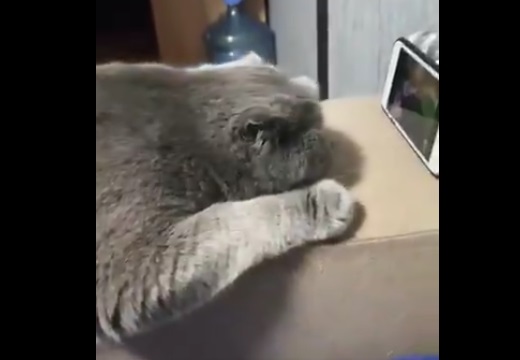 【動画】トムとジェリーに夢中なネコが話題に「邪魔するなって顔が可愛いw」