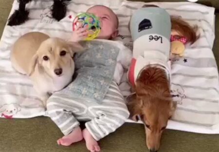 【動画】赤ちゃんが泣くと心配して集まってくる犬達が話題にｗ