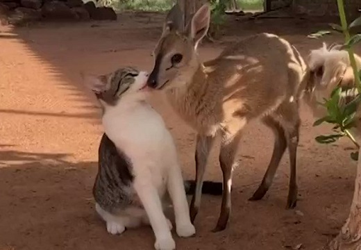 【動画】仲良しの猫とバンビが話題に「どっちも可愛いすぎ」