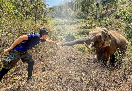 【泣いた】国立公園の象、12年前に自分を助けてくれた獣医を見つけ挨拶に向かう