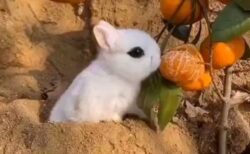 【！】ドイツの小さいウサギ「ドワーフホト」メイクした様な容姿が可愛いすぎる