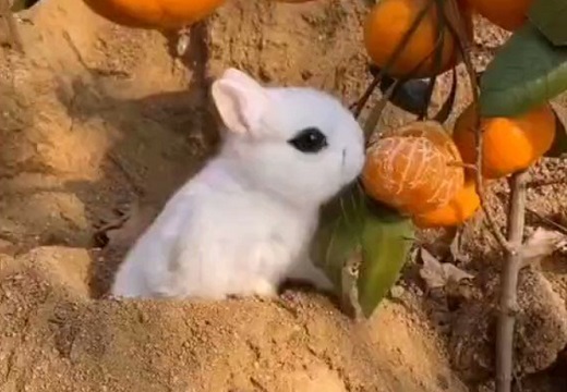 【！】ドイツの小さいウサギ「ドワーフホト」メイクした様な容姿が可愛いすぎる