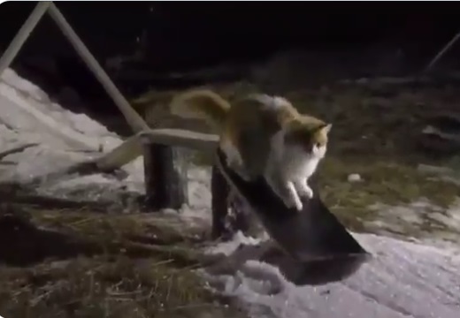【動画】スノボーを巧みに乗りこなす猫が話題に「すっごい」「天才猫！」