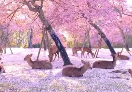 【動画】「桜の季節の奈良公園」桜と鹿の光景が息をのむほど美しい