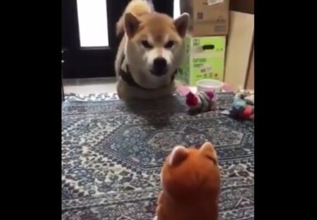 【動画】真顔でおもちゃと会話する犬が話題に「おもちゃに押され気味ｗ」