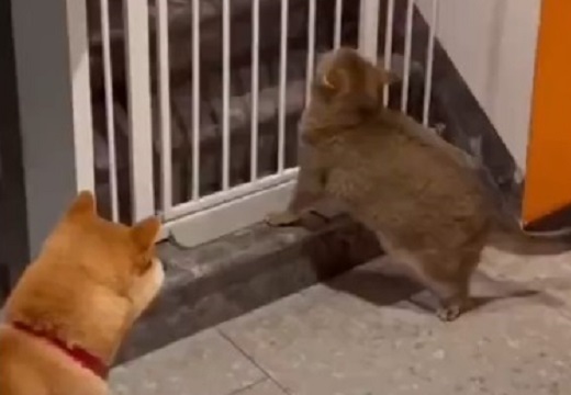 【爆笑】脱走したい猫と全力で止める犬が話題に「犬の表情が見たいw」