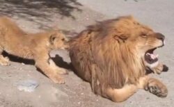 【動画】たてがみに食いつきごっそり抜く子ライオン！抜かれたライオンのリアクションが話題に