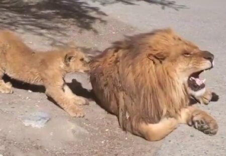 【動画】たてがみに食いつきごっそり抜く子ライオン！抜かれたライオンのリアクションが話題に