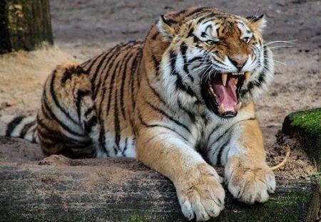 【猛獣】強そうな虎！が太ったら・・あまりにも可愛らしい姿に驚きの声が続々ｗ