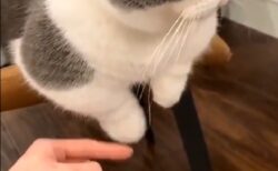 【ｗ】可愛いすぎる猫の前足が話題に「表情もめちゃ可愛いｗ」