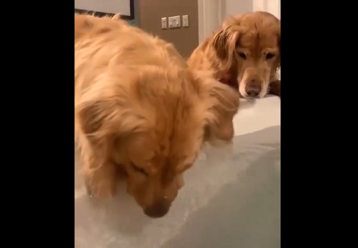 【ﾌﾞｸﾌﾞｸ】水に顔を突っ込んで遊ぶ犬と怪訝そうに見守る犬、可愛いすぎる2匹が話題