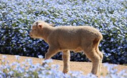 【画像たくさん】青い花畑を気ままに散歩するヒツジがたまらなく可愛いｗ