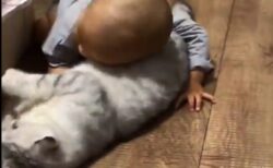 【動画】猫と赤ちゃんの可愛いすぎるじゃれ合いが話題にｗ
