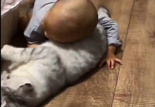 【動画】猫と赤ちゃんの可愛いすぎるじゃれ合いが話題にw