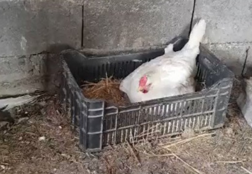 【衝撃映像】じっと動かない鶏、卵かな？→腹の下に子猫が3匹ｗ