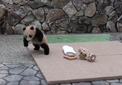 ぴょこぴょこ 無邪気に遊ぶ小パンダ 可愛いすぎる動きが話題にｗ Break Time