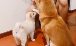【動画】子犬にお座りを教える犬が話題に「やさしい」「できた時の表情がｗ」