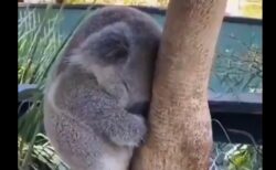 【すやー】木につかまりながら眠るコアラの赤ちゃん、たまらなく可愛いｗ