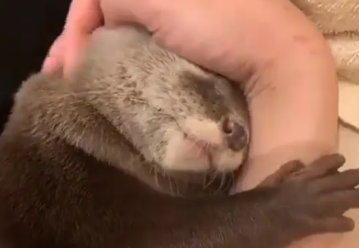 【動画】カワウソの可愛いすぎる甘え方が話題に「iPad落としたw」