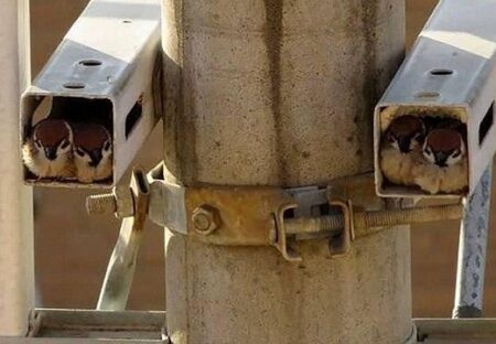 【みっちり】監視カメラに2匹づつ入りこちらを凝視するスズメ達が話題にｗ