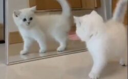 【ｗ】初めて鏡を見た子猫のリアクションが話題に「最後の何ｗ」