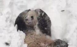 【ｗ】大喜びで雪遊びするパンダが話題に「人が入ってるみたいｗ」