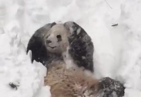 【ｗ】大喜びで雪遊びするパンダが話題に「人が入ってるみたいｗ」