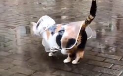 【ご機嫌】カッパ姿で嬉しそうに散歩する三毛猫が話題に「可愛いすぎｗ」