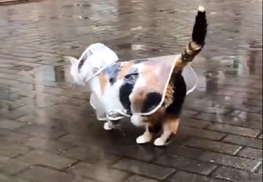 【ご機嫌】カッパ姿で嬉しそうに散歩する三毛猫が話題に「可愛いすぎw」