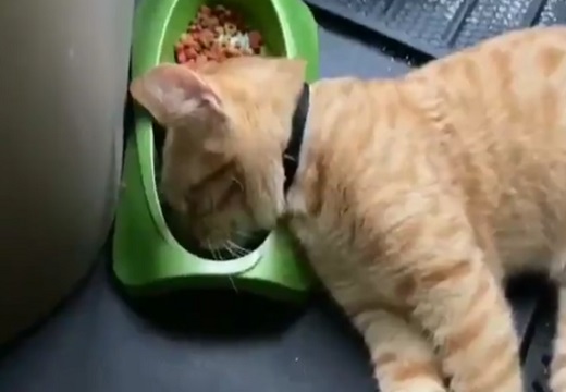 【えw】とんでもない場所で寝落ちしちゃった猫が話題に「起きた時の顔w」