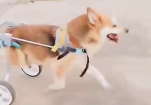 【泣いた】後ろ脚が動かない犬、補助器具つけてもらい嬉しそうに駆け回る姿が話題に
