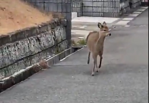 【ピョコンピョコン】住宅街を軽やかに跳ね回るバンビがものすごくカワイイw