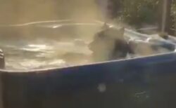 【･(ｪ)･】クマがのんびり湯船につかる様子が撮影され話題に「人みたいｗ」
