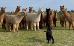 【ｗ】初めて牧場犬に出会ったアルパカ達の反応が話題に「アルパカ足はやっ！」
