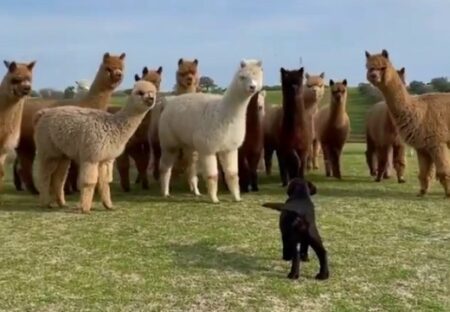 【ｗ】初めて牧場犬に出会ったアルパカ達の反応が話題に「アルパカ足はやっ！」