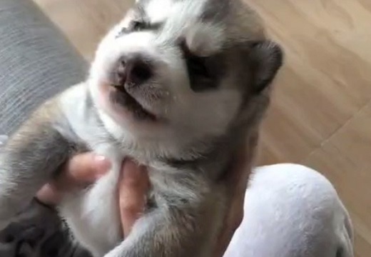 【猫かな?】可愛い子犬の遠吠え練習、可愛いすぎたw