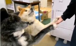 【ｗ】2匹の秋田犬、全く同じタイミングでお手する様子が可愛いすぎるｗ
