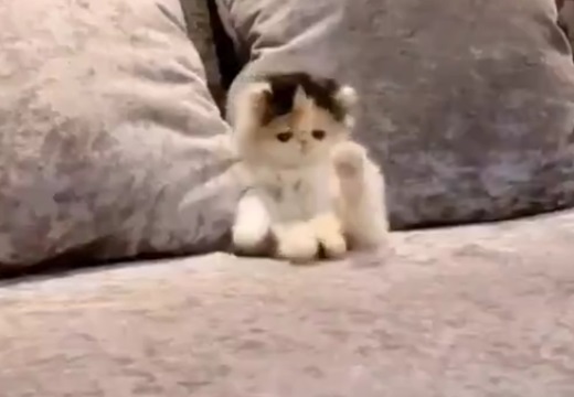 【動画】ちっさい子猫の大あくびが話題に「もう20回ループしてるw」