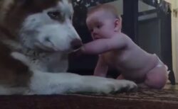 【224万回再生】自分を触りたそうにしてる赤ちゃんにハスキー犬がとった行動が話題に
