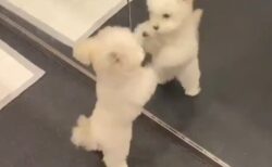 【ﾀﾀﾀﾀﾀ】鏡の中の犬と格闘する犬が話題に「可愛いすぎるｗ」