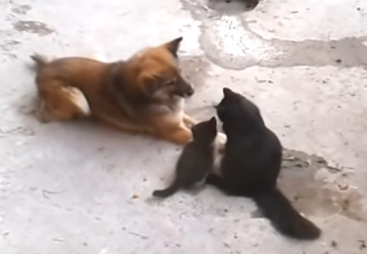【動画】自分の子猫達を友達の犬に紹介する猫。4匹の様子がたまらなく可愛いｗ