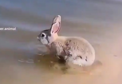 【え】耳を畳んで上手に泳ぐウサギにネット騒然「泳げるんだ！？」
