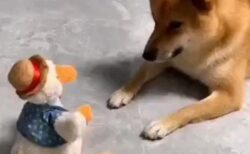 【ｗ】喋りながら動くアヒルのおもちゃにムキになる犬が話題に「漫才みたいｗ」