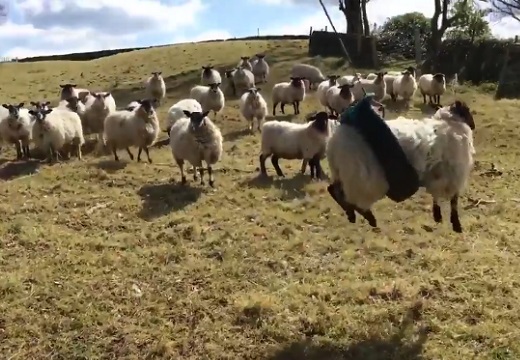 【爆笑】タイヤにはまり浮遊する羊と、ドン引きしてる羊達。可愛すぎｗ