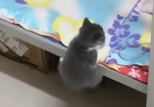 【よいしょ～】よじ登りたい子猫が話題に「可愛いすぎるｗ」「ずっと見ていたい！」