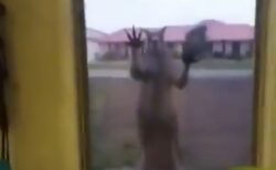 【ｗ】窓の外から何かを要求するカンガルー、想像以上に怖いと話題に
