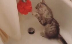 【夢中ｗ】風呂場からなかなか出てこない猫。覗いてみると可愛いすぎる姿がｗ