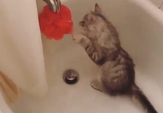 【夢中ｗ】風呂場からなかなか出てこない猫。覗いてみると可愛いすぎる姿がｗ
